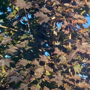 Puede incluir: Primer plano de un árbol con hojas y ramas de color burdeos oscuro sobre un cielo azul brillante. Las hojas son grandes y tienen forma de hoja de arce. El árbol está a pleno sol.