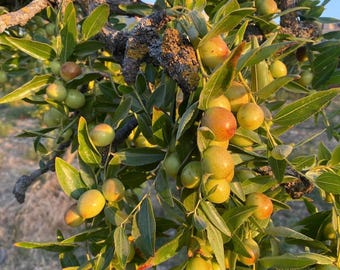 Azufaifa-Ziziphus jujuba Árbol Frutal 30 Semillas