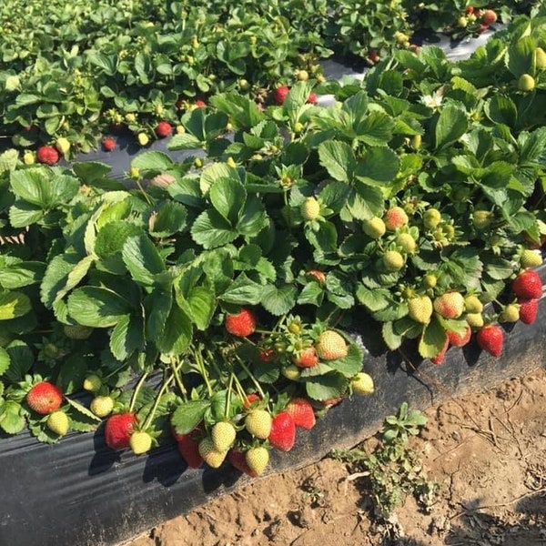 Albion-everbearing-20 plants de fraises aux racines ouvertes *Fragaria*