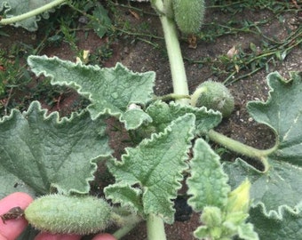 Sprouting Cucumber, Jakal Melon-Ecballium elaterium 30 Seeds