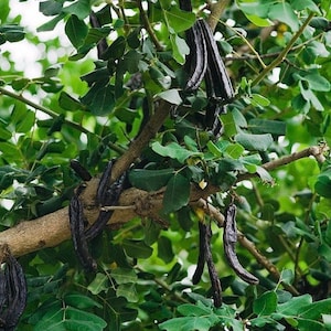 Johannesbrood, fruitboom 30 zaden *Ceratonia siliqua*