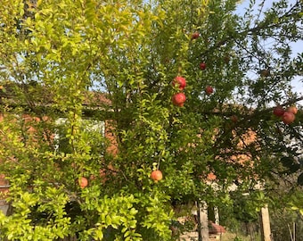 Punica Granatum Seeds: 20 Fresh Pomegranate Tree Seeds, Bonsai