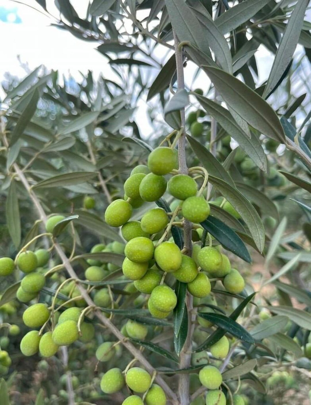 Gemlik Olivenbaum 3 Stecklinge - *Olea europaea* Sorte - Etsy sterreich