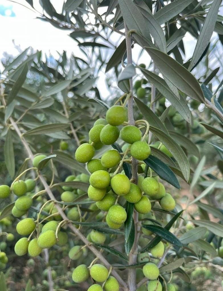 Gemlik Olivenbaum 3 Stecklinge - *Olea europaea* Sorte - Etsy sterreich