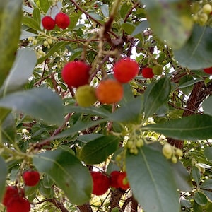 Bigberry-Arbutus unedo- Morango 200 Sementes