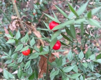 25 Seeds Of Poungitop (Ruscus aculeatus L.) Butcher&#39;s Broom_ Knee Holly