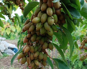 Kiwi, Kiwi Frucht-actinidia deliciosa Efeubaum 100 Samen