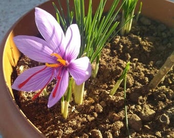 5 bulbos de azafrán frescos - Crocus Sativus - Listos para plantar