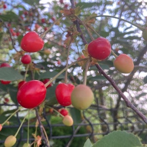 Cherry, Cherry Fruit- Prunus cerasus Tree 50 Seeds