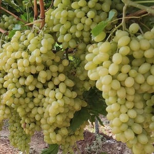 Thompson Seedless Grape &#39;&#39;Vitis vinifera&#39;&#39; 3 New Rooted Trees