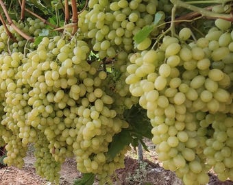 Thompson Seedless Grape &#39;&#39;Vitis vinifera&#39;&#39; 3 New Rooted Trees