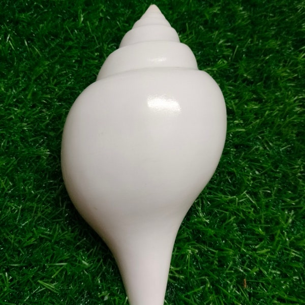 TURBINELLA PYRUM (Sacred Polished shell)