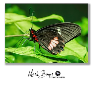 Butterfly Macro Photography Print: Black Red Insect on Leaf Digital Download