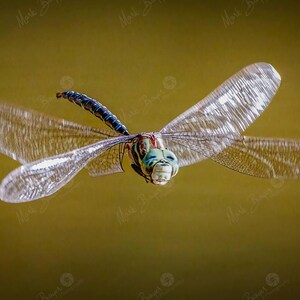 Blue Dragonfly In Flight Macro Photography Digital Download Nature Insect Wall Art High Detail Wing Close Up Bug Print For Science Decor