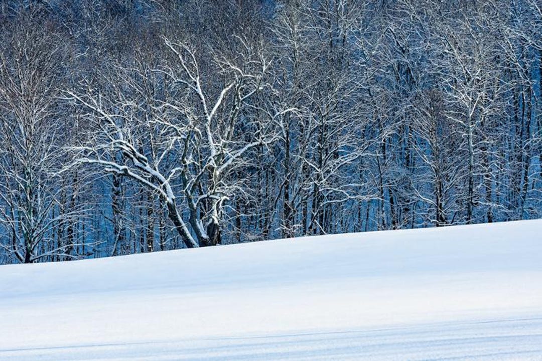 Winter Blues Snow Covered Trees Digital Download Vermont Winter