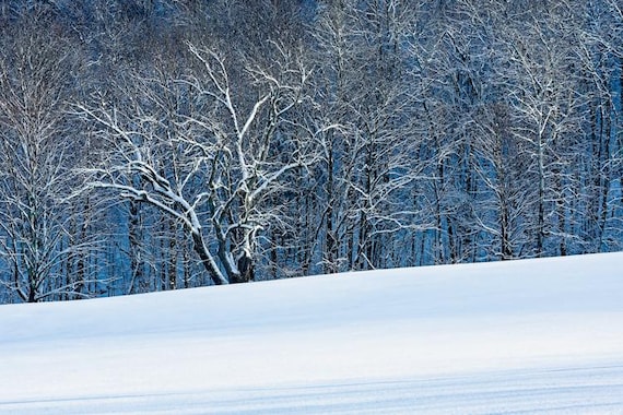 Winter Blues Snow Covered Trees Digital Download Vermont Winter
