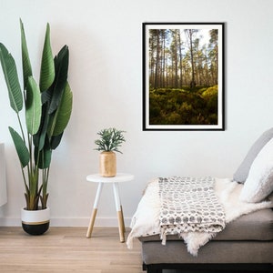 Forest Trees l Sunlight l Digital Download l Digital Printable l Greenery l Forest Floor l Color l Photographic Art l Wall Art l Decor l