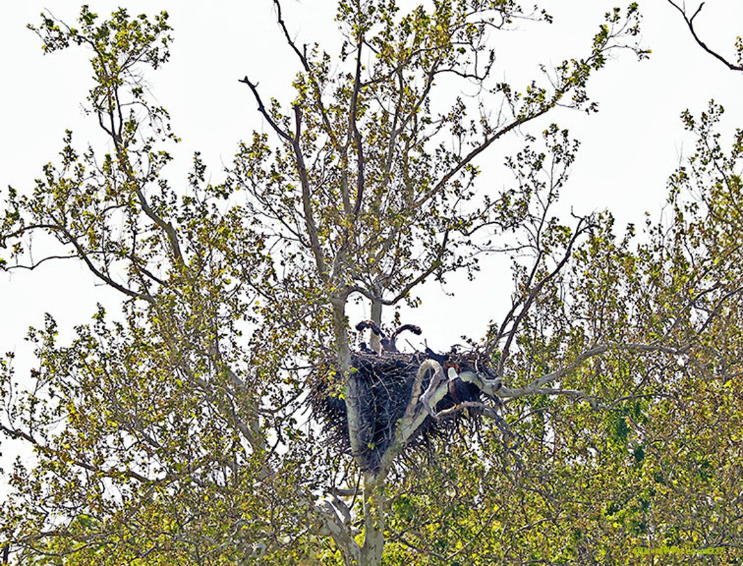 American Bald Eagle Nest With Family of Bald Eagles DWP©23 Etsy