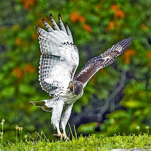 Red tail Hawk with wings fly extended