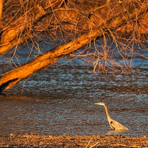 Great Blue Heron, Great Blue Heron Stalking Fish, Simpson Lake Heron, St Louis, Wildlife, Bird,