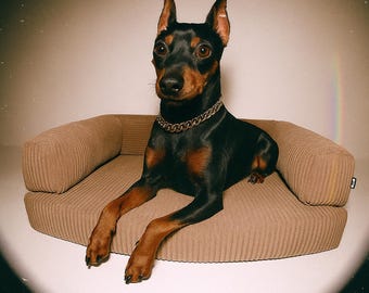 May include: A black and tan Miniature Pinscher dog wearing a gold chain collar, resting on a corduroy dog bed. The dog bed is a light brown colour and has a rounded shape with a low back and armrests.