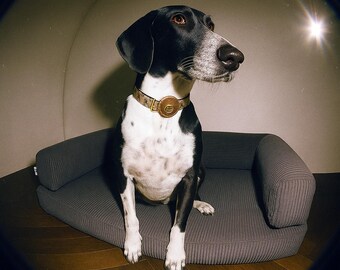 May include: A black and white dog with brown eyes wearing a patterned collar with a gold-coloured medallion. The dog is sitting on a grey corduroy dog bed with a rounded back and armrests. The dog is looking to the right.
