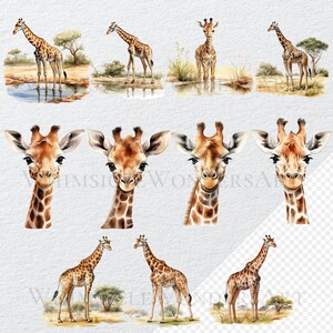 May include: Watercolour illustrations of giraffes in various poses. Some giraffes are standing, while others are looking directly at the viewer. The illustrations are painted in a realistic style with a focus on detail.