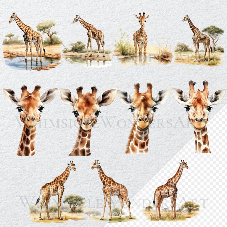 May include: Watercolour illustrations of giraffes in various poses. Some giraffes are standing, while others are looking directly at the viewer. The illustrations are painted in a realistic style with a focus on detail.