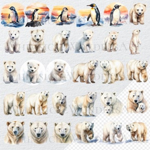 Watercolor Arctic Animals Clipart Bundle, PNG, Commercial Use (digital ...
