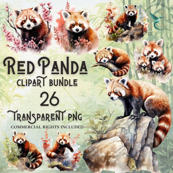 Red Panda Clipart Bundle, High-Quality PNG Images (Digital Download)