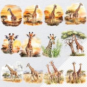 May include: Watercolour illustrations of giraffes in various poses, set against a backdrop of African savanna landscapes. The giraffes are depicted in a realistic style, with detailed features and vibrant colours. Some illustrations feature a sunset sky, while others showcase a lush green landscape.