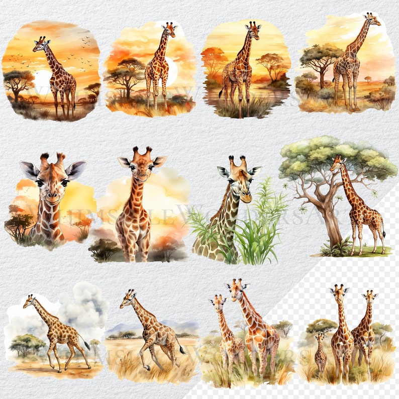 May include: Watercolour illustrations of giraffes in various poses, set against a backdrop of African savanna landscapes. The giraffes are depicted in a realistic style, with detailed features and vibrant colours. Some illustrations feature a sunset sky, while others showcase a lush green landscape.