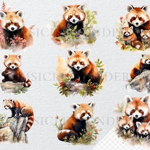 May include: Nine watercolor illustrations of red pandas in various poses. Some are sitting, some are standing, and some are with their young. The illustrations are set against a white background with watercolor washes of green and brown.