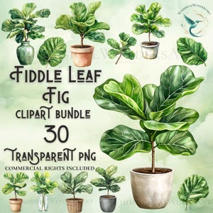 Puede incluir: Un paquete digital de clipart de 30 ilustraciones de acuarela de plantas de higuera de hoja de violín en varias poses y tamaños. Las ilustraciones están sobre un fondo verde con el texto "FIDDLE LEAF FIG CLIPART BUNDLE 30 TRANSPARENT PNG COMMERCIAL RIGHTS INCLUDED".