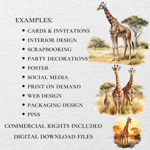 May include: Watercolour painting of giraffes in a savanna setting. The painting features three giraffes, one large giraffe in the background, and two smaller giraffes in the foreground. The giraffes are depicted in a natural setting with trees and grass. The painting is a digital download file and includes commercial rights.