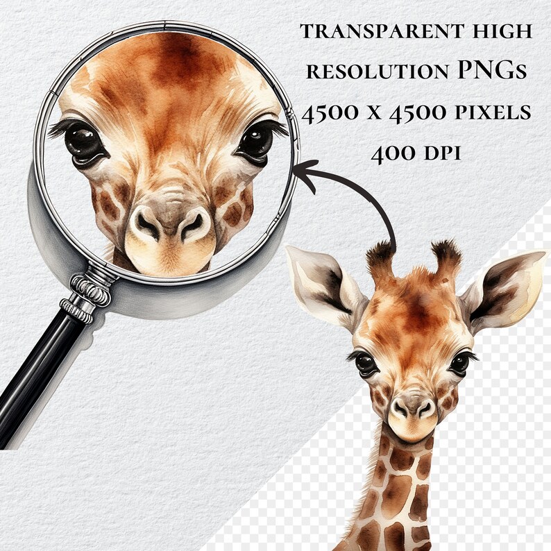 May include: A watercolour illustration of a giraffe's face. The giraffe has brown and tan spots and large, dark eyes. The illustration is set against a white background.