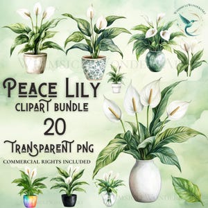 Watercolor Peace lily clipart bundle high quality PNG download commercial use digital paper crafting projects transparent background