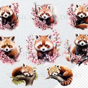 May include: Nine watercolor illustrations of red pandas in various poses. Some are surrounded by pink cherry blossoms, while others are sleeping on tree branches.