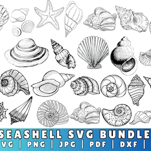 Può includere: Una collezione di 25 disegni in bianco e nero di conchiglie. I disegni sono in vari stili e dimensioni e includono una varietà di diversi tipi di conchiglie.