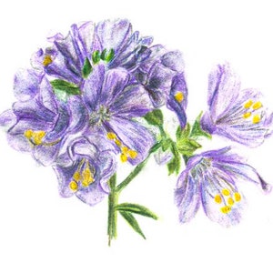 Botanicals