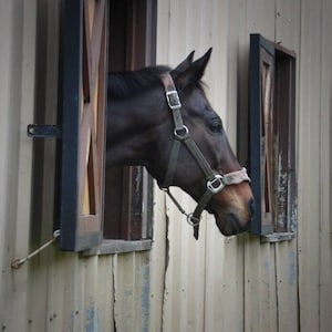 Variedade de fotos de cavalos em estábulo, adestramento, cavalo baio, puro-sangue