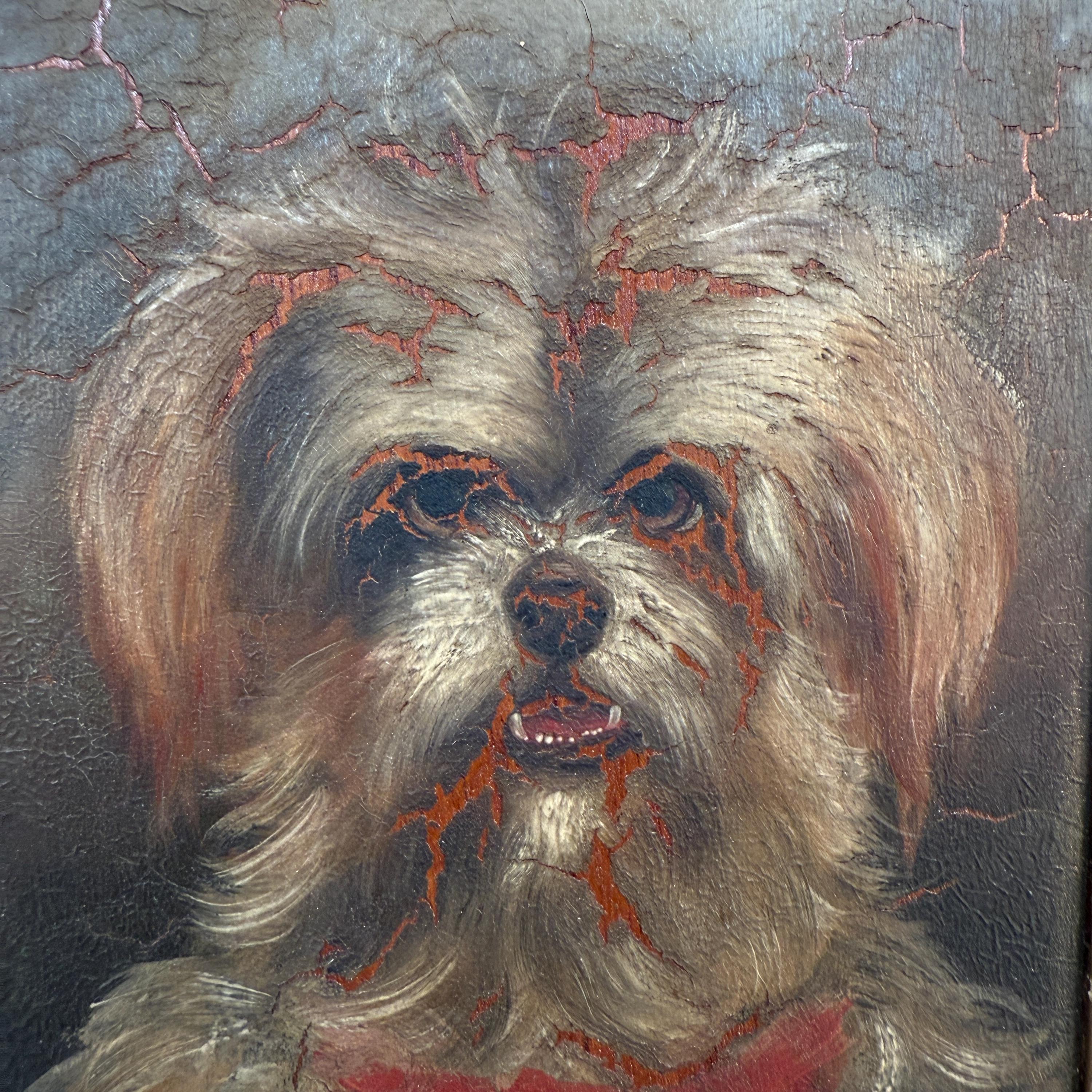 マルチーズまたはシーズー犬の小さなアンティーク油絵肖像画習作