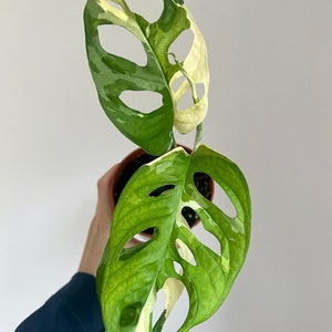 Monstera Adansonii Variegated - 12cm Diameter rare plant