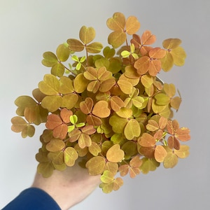 Oxalis Sunset Velvet - 10cm diameter houseplant