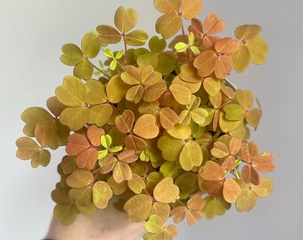 Oxalis Sunset Velvet - 10cm diameter houseplant