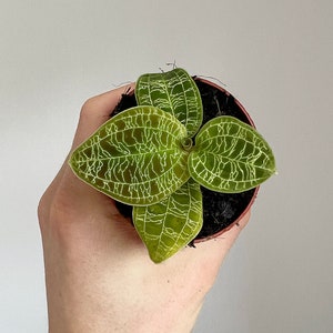 Macodes petola - Jewel orchid, 6cm diameter terrarium plant