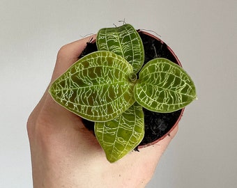 Macodes petola - Jewel orchid, 6cm diameter terrarium plant