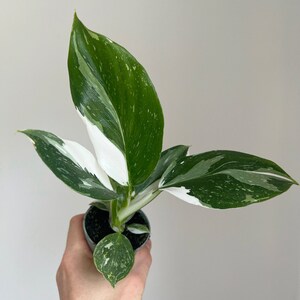 Philodendron white wizard - 6cm diameter variegated houseplant