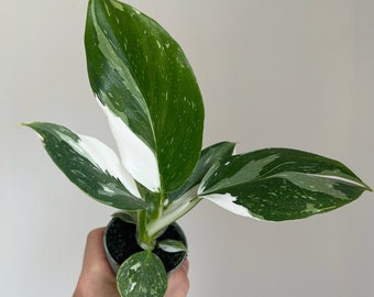 Philodendron white wizard - 6cm diameter houseplant