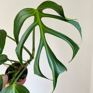 Monstera ‘Burle Marx Flame- 15cm diamater